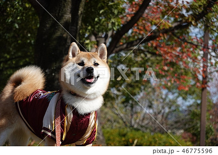 柴犬 犬 スカジャン 公園 犬服 笑顔の写真素材