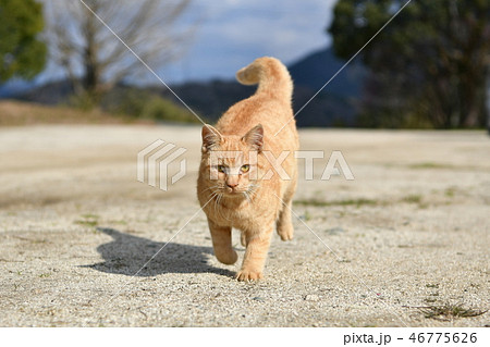 猫・野良猫・茶トラ・オス・走る・疾走・飛ぶ寸前・砂を蹴る 猫・野良猫・茶トラ・オス・走る・疾走・飛ぶ寸前・砂を蹴る 46775626