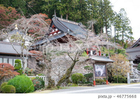 山梨県 身延山久遠寺(みのぶさんくおんじ) 拝殿 山梨県 身延山久遠寺(みのぶさんくおんじ) 拝殿 46775668