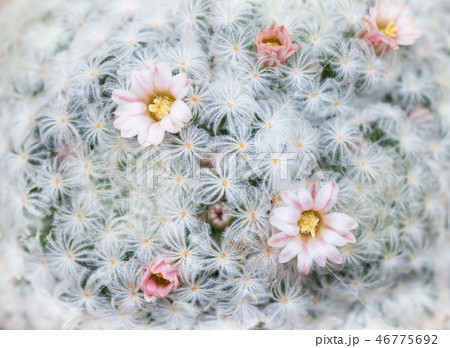 マミラリア白星のピンク色の花の写真素材