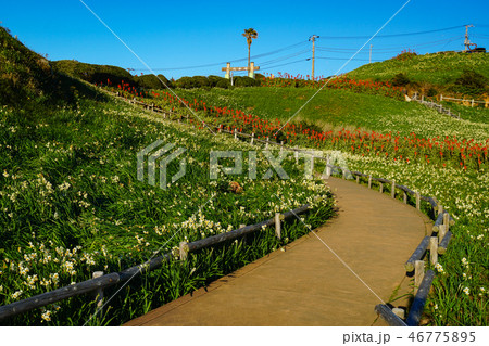 下田 水仙まつり 下田 水仙まつり 46775895