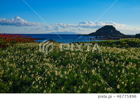 下田 水仙まつり 下田 水仙まつり 46775896