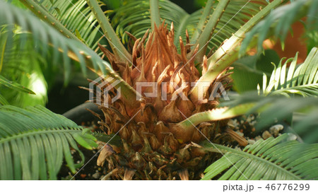 Tropical greenhouse with Cycas and cycads and other plants with forests and rainforest near the 46776299