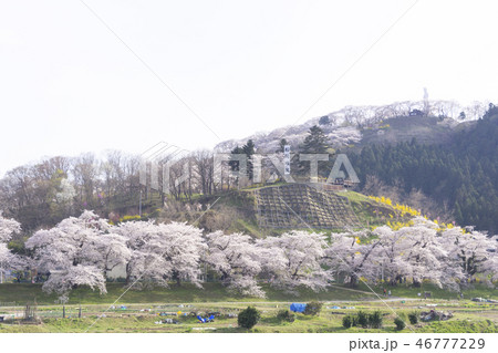 一目千本桜　船岡城址　白石川　 46777229