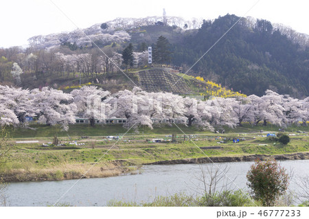 一目千本桜 船岡城址 白石川 一目千本桜 船岡城址 白石川 46777233