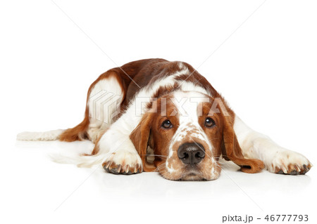 Springer Spaniel resting on white background Springer Spaniel resting on white background 46777793