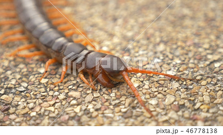 Close. centipede on asphalt. dead big black orange centipede within the city Close. centipede on asphalt. dead big black orange centipede within the city 46778138