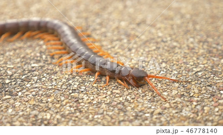 Close. centipede on asphalt. dead big black orange centipede within the city Close. centipede on asphalt. dead big black orange centipede within the city 46778140