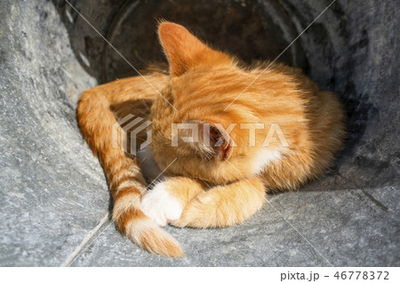 Kitten in orange color sleeping outdoors Kitten in orange color sleeping outdoors 46778372