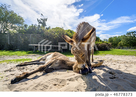 Donkey friends in the sand at a farm 46778373