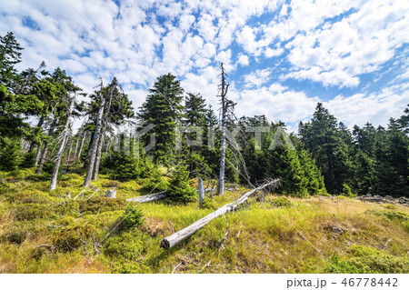 Green forest with withered pine trees Green forest with withered pine trees 46778442