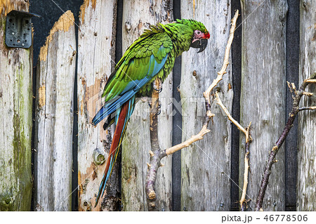 Parrot in green color looking sad 46778506