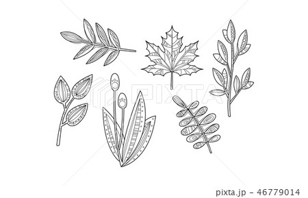 Collection of hand drawn plants, monochrome branches, leaves and flowers vector Illustration Collection of hand drawn plants, monochrome branches, leaves and flowers vector Illustration 46779014