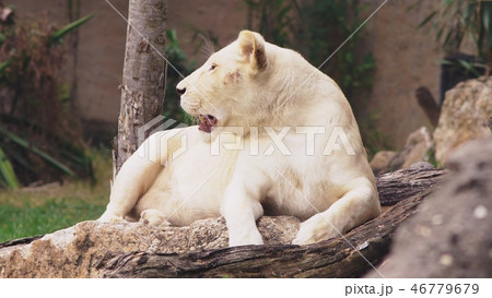 pregnant female white lion.The white lions are a colour mutation of the Transvaal lion , Panthera 46779679