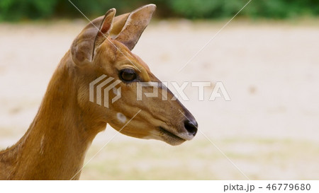 Roe eats grass in the forest, capreolus. Wild roe deer in nature. close-up 46779680