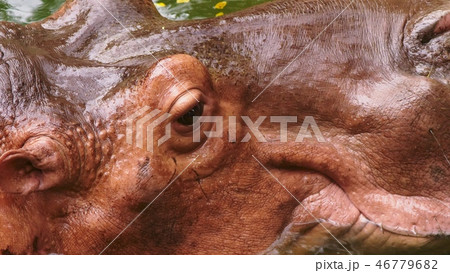 close-up. portrait of a big hippo. the details 46779682