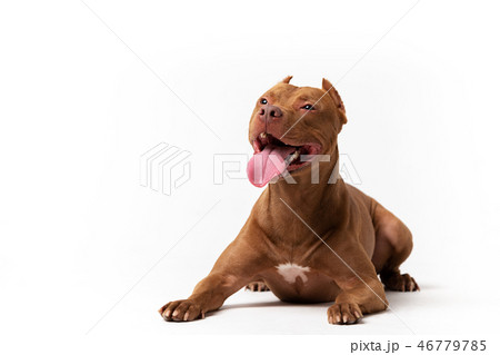 Adorable red dog sits at white background Adorable red dog sits at white background 46779785