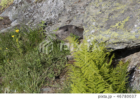 Alpine marmot in Switzerland Alpine marmot in Switzerland 46780037