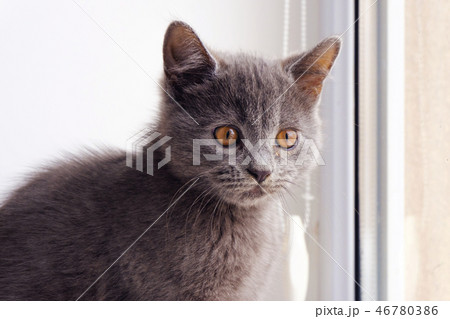 a british shorthair cat 46780386