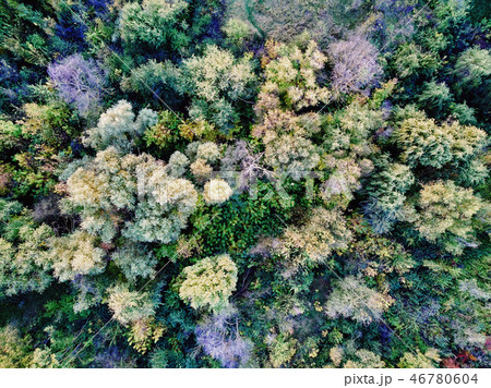 Aerial shot of green trees tops in the forest 46780604