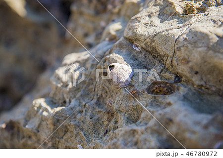 【フジツボ】 46780972