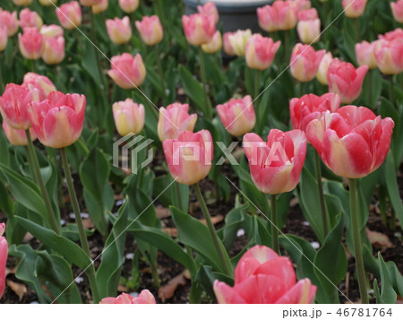 チューリップ花壇 46781764