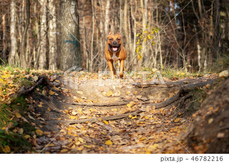 Adorable red dog walks in park at autumn Adorable red dog walks in park at autumn 46782216