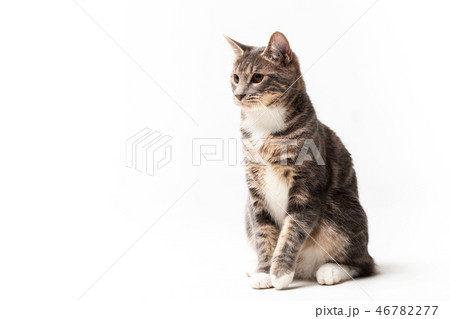 Adorable bobtail cat isolated on white background 46782277