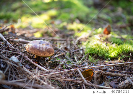 Boletus edulis in coniferous forest, autumn time Boletus edulis in coniferous forest, autumn time 46784215