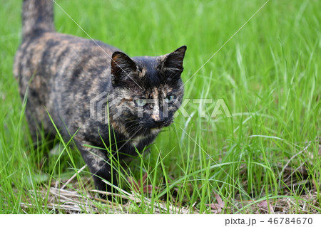 猫・野良猫・錆柄・メス・草むら・歩く 猫・野良猫・錆柄・メス・草むら・歩く 46784670