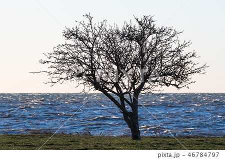 Lone tree silhouette Lone tree silhouette 46784797