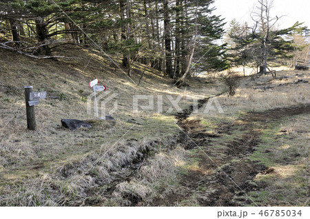 早春の雁ヶ腹摺山の山頂 早春の雁ヶ腹摺山の山頂 46785034