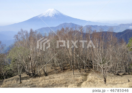 早春の雁ヶ腹摺山から望む富士山 46785046