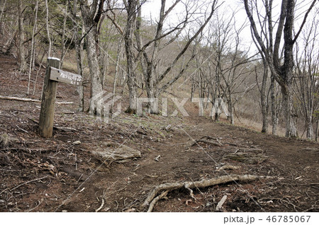 早春の山道 46785067