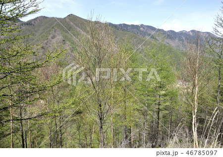 新緑の小金沢連嶺 新緑の小金沢連嶺 46785097