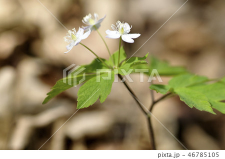 ニリンソウ 46785105