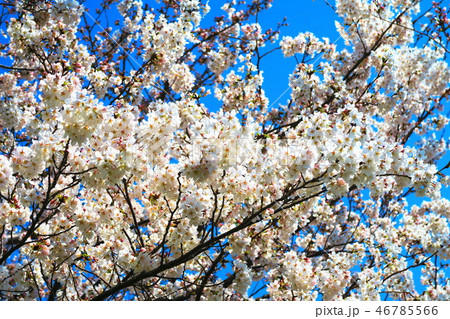 桜のある風景 桜のある風景 46785566