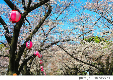桜のある風景（浮間公園） 46785574
