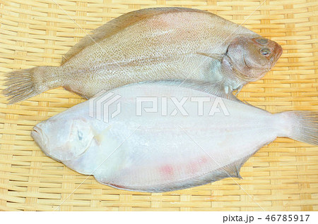 水カレイ 46785917