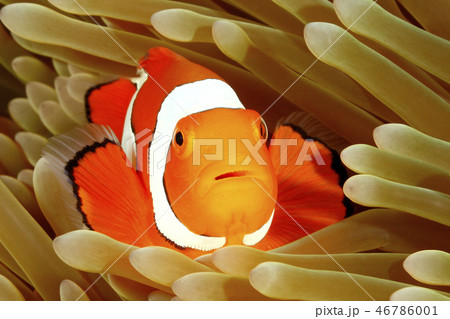 Clown Anemonefish in Sea Anemone Clown Anemonefish in Sea Anemone 46786001