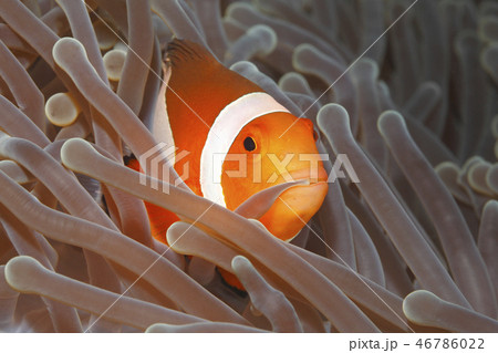 Clown Anemonefish, Amphiprion percula Clown Anemonefish, Amphiprion percula 46786022