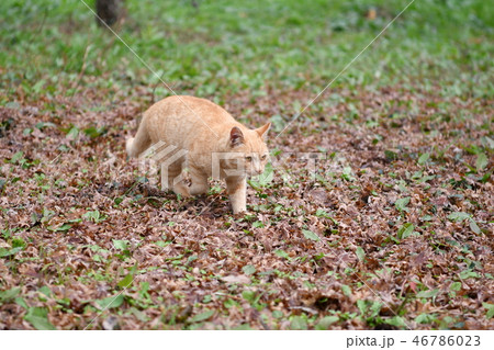 猫・野良猫・茶トラ・公園・紅葉・もみじ・散歩・オス 46786023