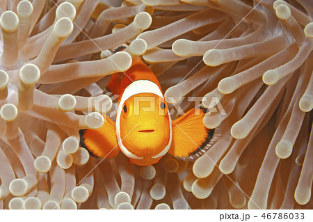 Clown Anemonefish, Amphiprion percula Clown Anemonefish, Amphiprion percula 46786033
