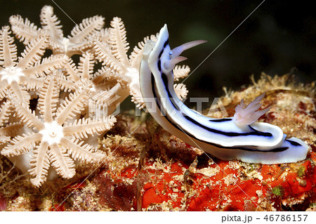 Nudibranch, Chromodoris lochi Nudibranch, Chromodoris lochi 46786157