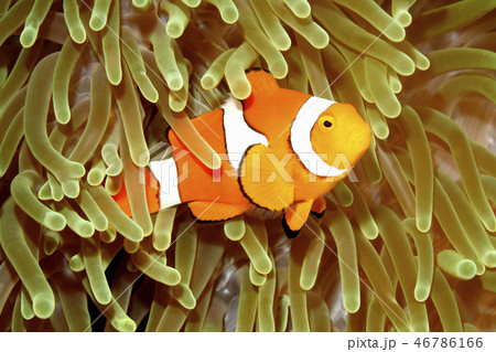 Clown Anemonefish in Sea Anemone 46786166