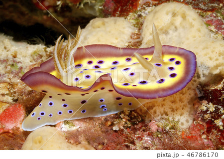 Nudibranch, Goniobranchus kuniei Nudibranch, Goniobranchus kuniei 46786170