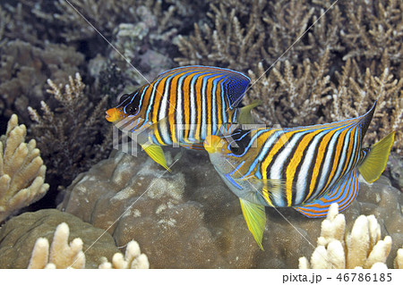 Two Regal Angelfish 46786185