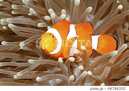 Clown Anemonefish in Sea Anemone 46786202
