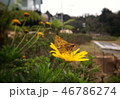 Brown moth butterfly perched over a bright daisy 46786274