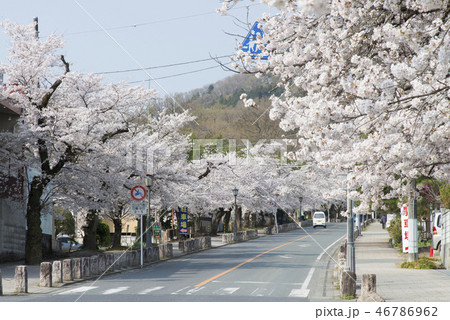 宝登山と桜咲くの参道 宝登山と桜咲くの参道 46786962